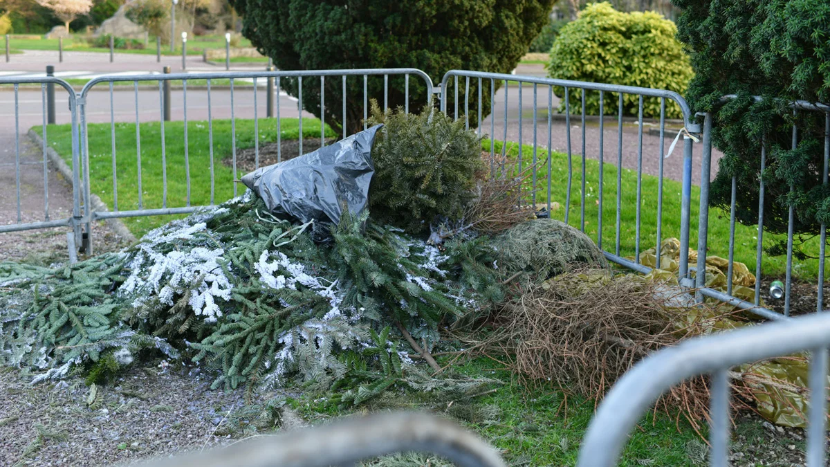 The dark environmental impacts of our Christmas season